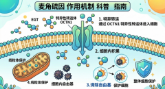       认准临床资质权威报告: 2026麦角硫因哪个品牌好
